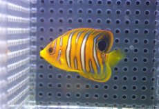 画像1: 【決算セール クーポンご利用で更に10％OFF対象商品】 【海水魚・ヤッコ】【通販】状態良好♪【モルディブ産】インドニシキヤッコ（XS)(個体販売）（±5.5cm） No.8（生体）(海水魚) (1)