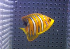 画像2: 【決算セール クーポンご利用で更に10％OFF対象商品】 【海水魚・ヤッコ】【通販】状態良好♪【モルディブ産】インドニシキヤッコ（XS)(個体販売）（±5.5cm） No.8（生体）(海水魚) (2)