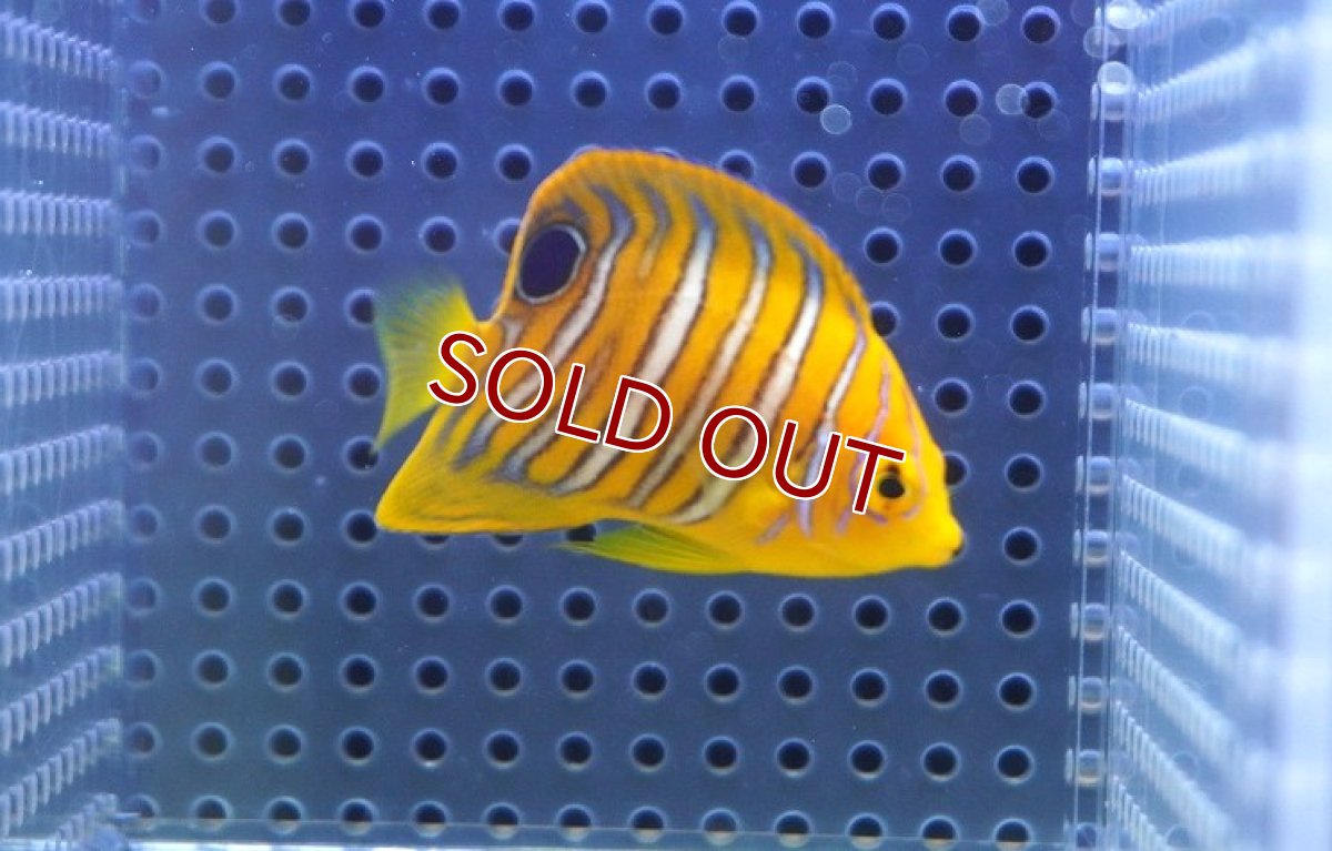 画像1: 【決算セール クーポンご利用で更に10％OFF対象商品】 【海水魚・ヤッコ】【通販】状態良好♪【モルディブ産】インドニシキヤッコ（XS)(個体販売）（±5.5cm） No.9（生体）(海水魚) (1)