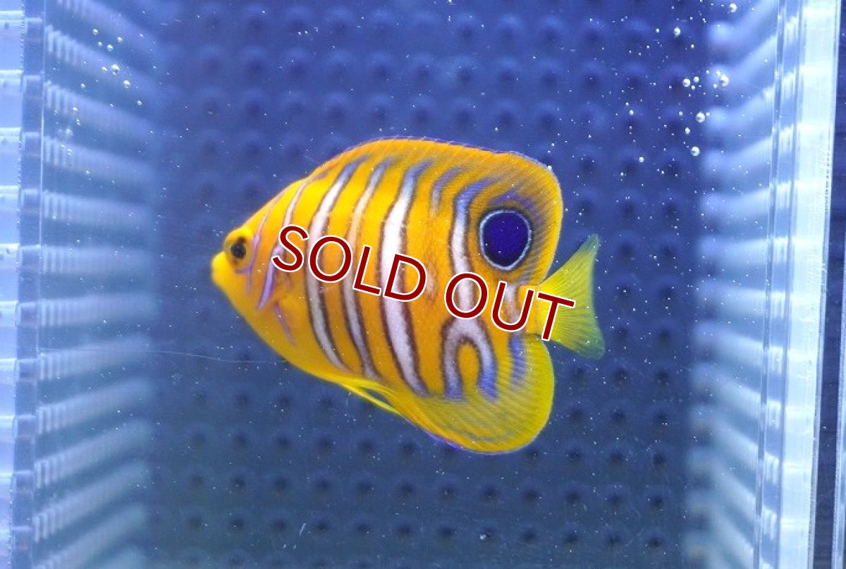 画像2: 【決算セール クーポンご利用で更に10％OFF対象商品】 【海水魚・ヤッコ】【通販】状態良好♪【モルディブ産】インドニシキヤッコ（XS)(個体販売）（±5.5cm） No.9（生体）(海水魚) (2)