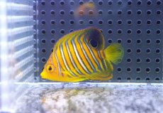 画像1: 【決算セール クーポンご利用で更に10％OFF対象商品】 【海水魚・ヤッコ】【通販】状態良好♪【モルディブ産】インドニシキヤッコ（XS)(個体販売）（±5.5cm） No.10（生体）(海水魚) (1)