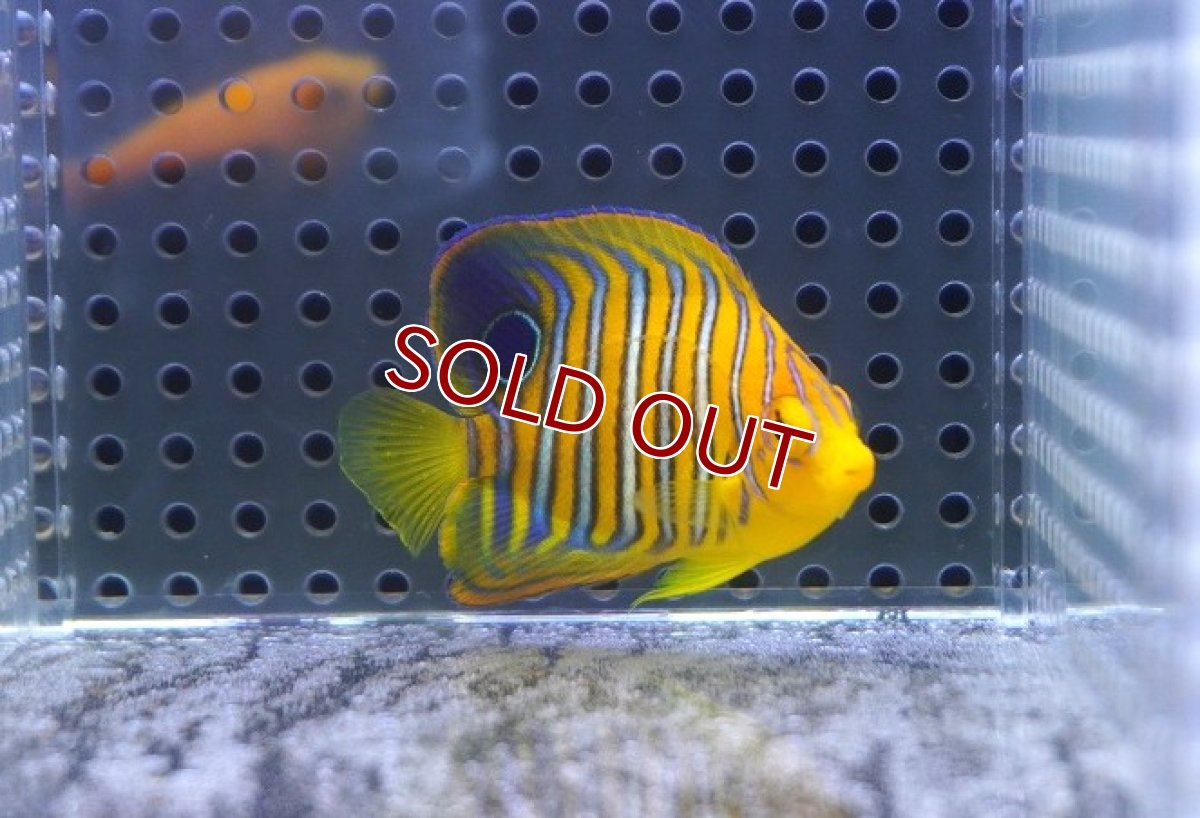 画像2: 【決算セール クーポンご利用で更に10％OFF対象商品】 【海水魚・ヤッコ】【通販】状態良好♪【モルディブ産】インドニシキヤッコ（XS)(個体販売）（±5.5cm） No.10（生体）(海水魚) (2)