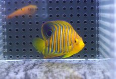 画像2: 【決算セール クーポンご利用で更に10％OFF対象商品】 【海水魚・ヤッコ】【通販】状態良好♪【モルディブ産】インドニシキヤッコ（XS)(個体販売）（±5.5cm） No.10（生体）(海水魚) (2)