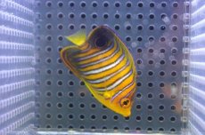 画像1: 【決算セール クーポンご利用で更に10％OFF対象商品】 【海水魚・ヤッコ】【通販】状態良好♪【モルディブ産】インドニシキヤッコ（S)(個体販売）（±6cm） No.11（生体）(海水魚) (1)