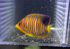 画像2: 【決算セール クーポンご利用で更に10％OFF対象商品】 【海水魚・ヤッコ】【通販】状態良好♪【モルディブ産】インドニシキヤッコ（S)(個体販売）（±6cm） No.11（生体）(海水魚) (2)