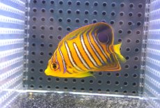 画像1: 【決算セール クーポンご利用で更に10％OFF対象商品】 【海水魚・ヤッコ】【通販】状態良好♪【モルディブ産】インドニシキヤッコ（S)(個体販売）（±6.5cm） No.12（生体）(海水魚) (1)