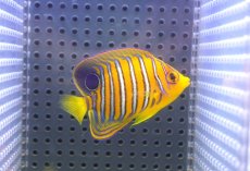 画像2: 【決算セール クーポンご利用で更に10％OFF対象商品】 【海水魚・ヤッコ】【通販】状態良好♪【モルディブ産】インドニシキヤッコ（S)(個体販売）（±6.5cm） No.12（生体）(海水魚) (2)