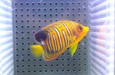 画像1: 【決算セール クーポンご利用で更に10％OFF対象商品】 【海水魚・ヤッコ】【通販】状態良好♪【モルディブ産】インドニシキヤッコ（S)(個体販売）（±7cm） No.13（生体）(海水魚) (1)