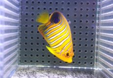 画像1: 【決算セール クーポンご利用で更に10％OFF対象商品】 【海水魚・ヤッコ】【通販】状態良好♪【モルディブ産】インドニシキヤッコ（S)(個体販売）（±7cm） No.14（生体）(海水魚) (1)