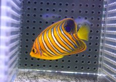 画像2: 【決算セール クーポンご利用で更に10％OFF対象商品】 【海水魚・ヤッコ】【通販】状態良好♪【モルディブ産】インドニシキヤッコ（S)(個体販売）（±7cm） No.14（生体）(海水魚) (2)