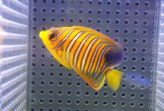 画像1: 【決算セール クーポンご利用で更に10％OFF対象商品】 【海水魚・ヤッコ】【通販】状態良好♪【モルディブ産】インドニシキヤッコ（S)(個体販売）（±7cm） No.15（生体）(海水魚) (1)