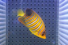 画像2: 【決算セール クーポンご利用で更に10％OFF対象商品】 【海水魚・ヤッコ】【通販】状態良好♪【モルディブ産】インドニシキヤッコ（S)(個体販売）（±7cm） No.15（生体）(海水魚) (2)