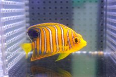 画像2: 【決算セール クーポンご利用で更に10％OFF対象商品】 【海水魚・ヤッコ】【通販】状態良好♪【モルディブ産】インドニシキヤッコ（S)(個体販売）（±7cm） No.16（生体）(海水魚) (2)