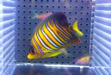 画像1: 【決算セール クーポンご利用で更に10％OFF対象商品】 【海水魚・ヤッコ】【通販】状態良好♪【モルディブ産】インドニシキヤッコ（S)(個体販売）（±7cm） No.17（生体）(海水魚) (1)