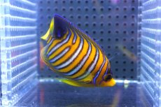 画像2: 【決算セール クーポンご利用で更に10％OFF対象商品】 【海水魚・ヤッコ】【通販】状態良好♪【モルディブ産】インドニシキヤッコ（S)(個体販売）（±7cm） No.17（生体）(海水魚) (2)