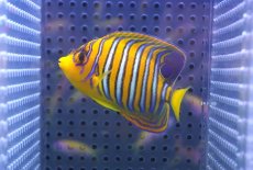 画像1: 【決算セール クーポンご利用で更に10％OFF対象商品】 【海水魚・ヤッコ】【通販】状態良好♪【モルディブ産】インドニシキヤッコ（S)(個体販売）（±7.5cm） No.18（生体）(海水魚) (1)