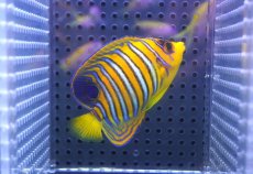 画像2: 【決算セール クーポンご利用で更に10％OFF対象商品】 【海水魚・ヤッコ】【通販】状態良好♪【モルディブ産】インドニシキヤッコ（S)(個体販売）（±7.5cm） No.18（生体）(海水魚) (2)