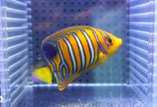 画像1: 【決算セール クーポンご利用で更に10％OFF対象商品】 【海水魚・ヤッコ】【通販】状態良好♪【モルディブ産】インドニシキヤッコ（S)(個体販売）（±7.5cm） No.19（生体）(海水魚) (1)