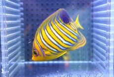 画像2: 【決算セール クーポンご利用で更に10％OFF対象商品】 【海水魚・ヤッコ】【通販】状態良好♪【モルディブ産】インドニシキヤッコ（S)(個体販売）（±7.5cm） No.19（生体）(海水魚) (2)