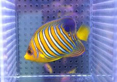 画像1: 【決算セール クーポンご利用で更に10％OFF対象商品】 【海水魚・ヤッコ】【通販】状態良好♪【モルディブ産】インドニシキヤッコ（S)(個体販売）（±8cm） No.20（生体）(海水魚) (1)