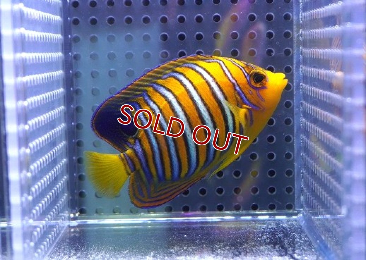 画像2: 【決算セール クーポンご利用で更に10％OFF対象商品】 【海水魚・ヤッコ】【通販】状態良好♪【モルディブ産】インドニシキヤッコ（SM)(個体販売）（±8cm） No.20（生体）(海水魚) (2)