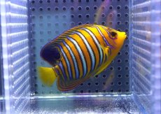 画像2: 【決算セール クーポンご利用で更に10％OFF対象商品】 【海水魚・ヤッコ】【通販】状態良好♪【モルディブ産】インドニシキヤッコ（SM)(個体販売）（±8cm） No.20（生体）(海水魚) (2)