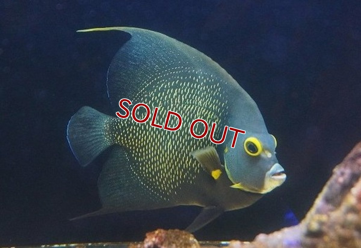 画像1: 【決算セール クーポンご利用で更に10％OFF対象商品】 【海水魚・ヤッコ】【通販】人工飼料爆食い♪フレンチエンゼル（XLサイズ）(個体販売）（±19-20cm） （生体）(海水魚) (1)