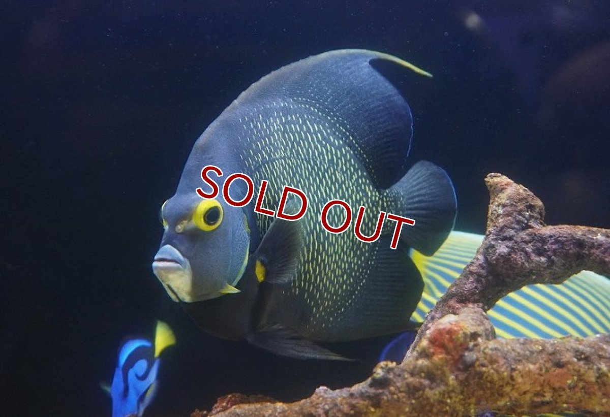画像2: 【決算セール クーポンご利用で更に10％OFF対象商品】 【海水魚・ヤッコ】【通販】人工飼料爆食い♪フレンチエンゼル（XLサイズ）(個体販売）（±19-20cm） （生体）(海水魚) (2)