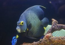 画像2: 【決算セール クーポンご利用で更に10％OFF対象商品】 【海水魚・ヤッコ】【通販】人工飼料爆食い♪フレンチエンゼル（XLサイズ）(個体販売）（±19-20cm） （生体）(海水魚) (2)