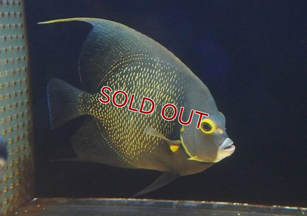 画像3: 【決算セール クーポンご利用で更に10％OFF対象商品】 【海水魚・ヤッコ】【通販】人工飼料爆食い♪フレンチエンゼル（XLサイズ）(個体販売）（±19-20cm） （生体）(海水魚) (3)