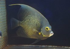 画像3: 【決算セール クーポンご利用で更に10％OFF対象商品】 【海水魚・ヤッコ】【通販】人工飼料爆食い♪フレンチエンゼル（XLサイズ）(個体販売）（±19-20cm） （生体）(海水魚) (3)