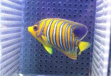 画像1: 【決算セール クーポンご利用で更に10％OFF対象商品】 【海水魚・ヤッコ】【通販】人工飼料OK♪【モルディブ産】インドニシキヤッコ（SM)(個体販売）（±8cm） No.21（生体）(海水魚) (1)