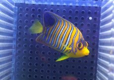 画像2: 【決算セール クーポンご利用で更に10％OFF対象商品】 【海水魚・ヤッコ】【通販】人工飼料OK♪【モルディブ産】インドニシキヤッコ（SM)(個体販売）（±8cm） No.21（生体）(海水魚) (2)