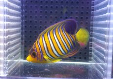 画像1: 【決算セール クーポンご利用で更に10％OFF対象商品】 【海水魚・ヤッコ】【通販】人工飼料OK♪【モルディブ産】インドニシキヤッコ（SM)(個体販売）（±8cm） No.22（生体）(海水魚) (1)