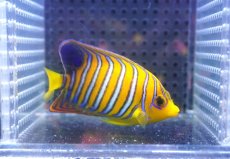 画像1: 【決算セール クーポンご利用で更に10％OFF対象商品】 【海水魚・ヤッコ】【通販】人工飼料OK♪【モルディブ産】インドニシキヤッコ（SM)(個体販売）（±8cm） No.23（生体）(海水魚) (1)