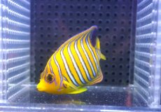 画像2: 【決算セール クーポンご利用で更に10％OFF対象商品】 【海水魚・ヤッコ】【通販】人工飼料OK♪【モルディブ産】インドニシキヤッコ（SM)(個体販売）（±8cm） No.23（生体）(海水魚) (2)