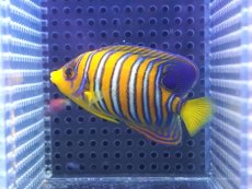 画像1: 【決算セール クーポンご利用で更に10％OFF対象商品】 【海水魚・ヤッコ】【通販】人工飼料OK♪【モルディブ産】インドニシキヤッコ（SM)(個体販売）（±8cm） No.24（生体）(海水魚) (1)