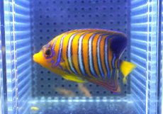 画像1: 【決算セール クーポンご利用で更に10％OFF対象商品】 【海水魚・ヤッコ】【通販】人工飼料OK♪【モルディブ産】インドニシキヤッコ（SM)(個体販売）（±8cm） No.25（生体）(海水魚) (1)