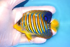 画像1: 【決算セール クーポンご利用で更に10％OFF対象商品】 【海水魚・ヤッコ】【通販】人工飼料OK♪【モルディブ産】インドニシキヤッコ（SM)(個体販売）（±8.5cm） No.26（生体）(海水魚) (1)