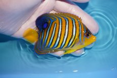 画像2: 【決算セール クーポンご利用で更に10％OFF対象商品】 【海水魚・ヤッコ】【通販】人工飼料OK♪【モルディブ産】インドニシキヤッコ（SM)(個体販売）（±8.5cm） No.26（生体）(海水魚) (2)