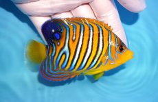 画像2: 【決算セール クーポンご利用で更に10％OFF対象商品】 【海水魚・ヤッコ】【通販】人工飼料OK♪【モルディブ産】インドニシキヤッコ（M)(個体販売）（±10cm） No.27（生体）(海水魚) (2)