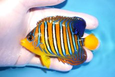 画像1: 【決算セール クーポンご利用で更に10％OFF対象商品】 【海水魚・ヤッコ】【通販】人工飼料OK♪【モルディブ産】インドニシキヤッコ（M)(個体販売）（±9.5cm） No.28（生体）(海水魚) (1)