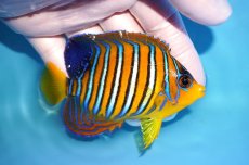 画像2: 【決算セール クーポンご利用で更に10％OFF対象商品】 【海水魚・ヤッコ】【通販】人工飼料OK♪【モルディブ産】インドニシキヤッコ（M)(個体販売）（±9.5cm） No.28（生体）(海水魚) (2)