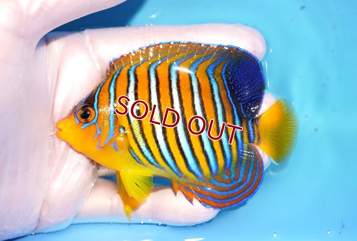 画像1: 【決算セール クーポンご利用で更に10％OFF対象商品】 【海水魚・ヤッコ】【通販】人工飼料OK♪【モルディブ産】インドニシキヤッコ（M)(個体販売）（±10cm） No.29（生体）(海水魚) (1)