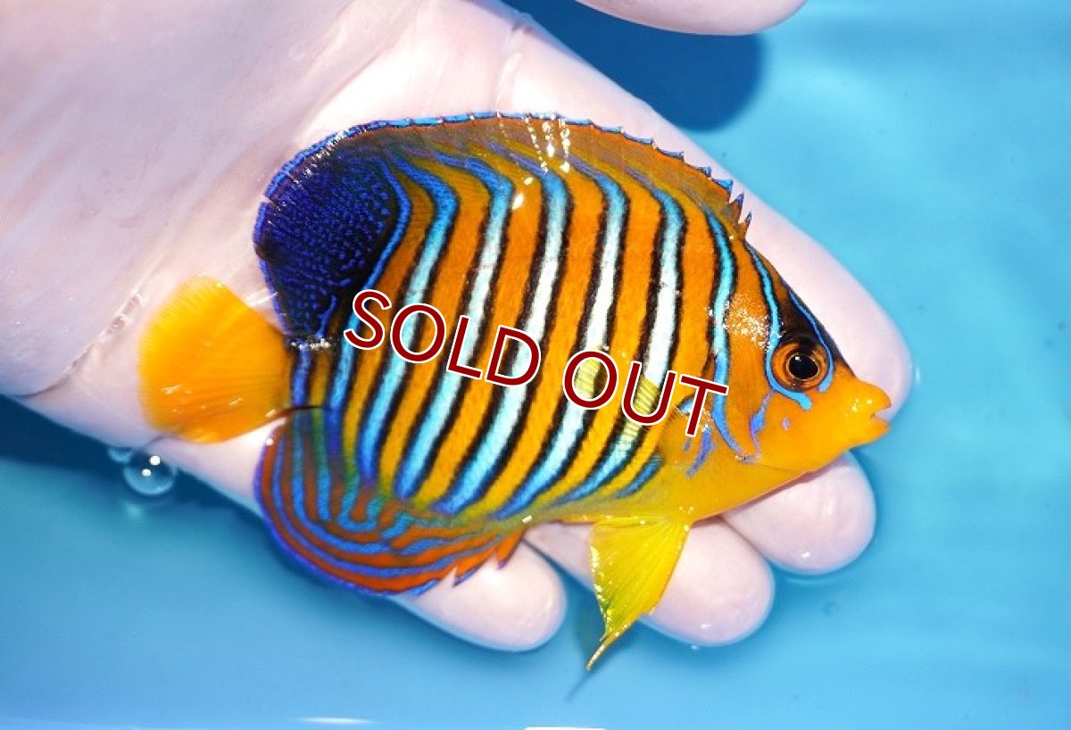 画像2: 【決算セール クーポンご利用で更に10％OFF対象商品】 【海水魚・ヤッコ】【通販】人工飼料OK♪【モルディブ産】インドニシキヤッコ（M)(個体販売）（±10cm） No.29（生体）(海水魚) (2)