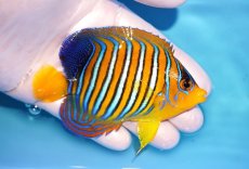 画像2: 【決算セール クーポンご利用で更に10％OFF対象商品】 【海水魚・ヤッコ】【通販】人工飼料OK♪【モルディブ産】インドニシキヤッコ（M)(個体販売）（±10cm） No.29（生体）(海水魚) (2)