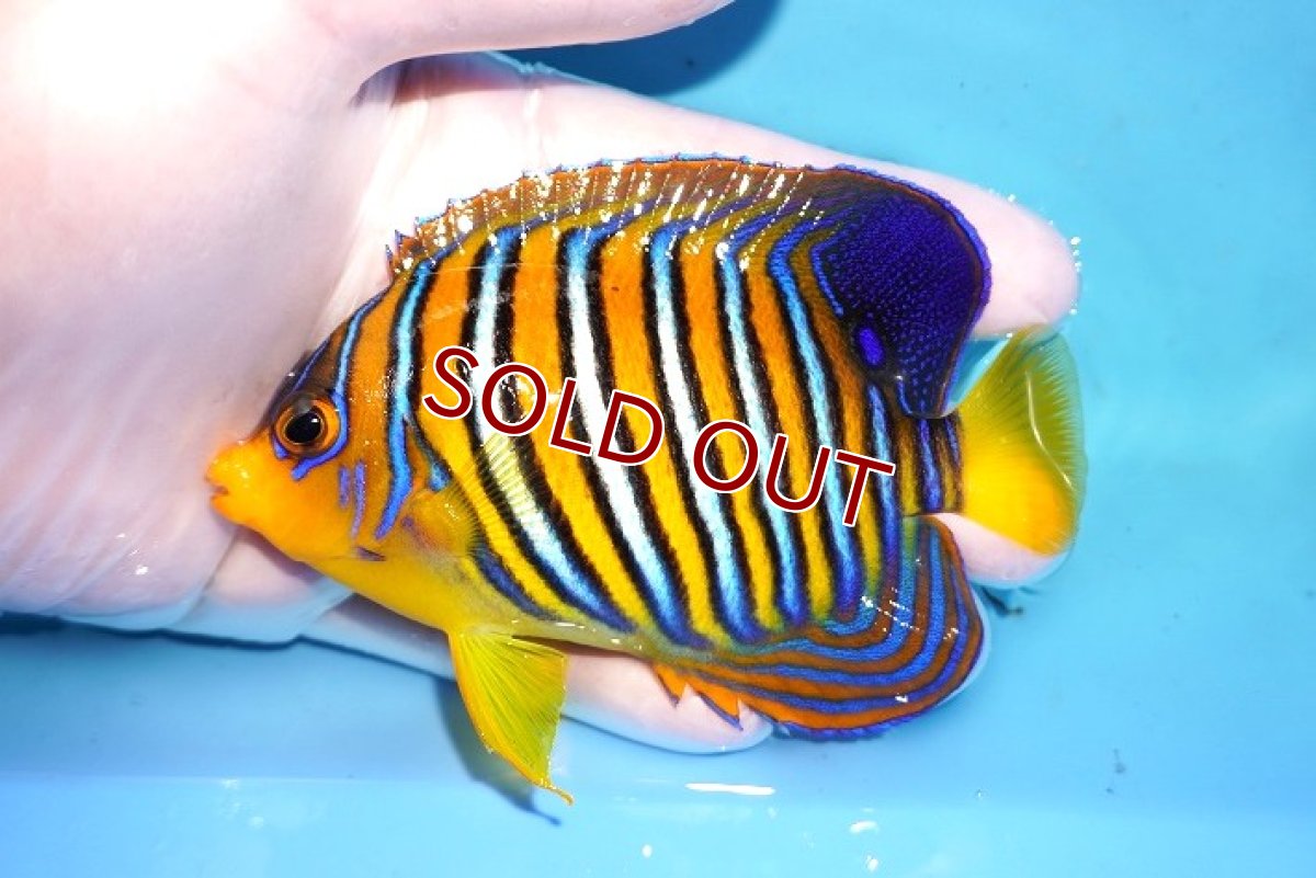 画像1: 【決算セール クーポンご利用で更に10％OFF対象商品】 【海水魚・ヤッコ】【通販】人工飼料OK♪【モルディブ産】インドニシキヤッコ（M)(個体販売）（±11cm） No.30（生体）(海水魚) (1)