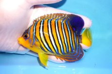 画像1: 【決算セール クーポンご利用で更に10％OFF対象商品】 【海水魚・ヤッコ】【通販】人工飼料OK♪【モルディブ産】インドニシキヤッコ（M)(個体販売）（±11cm） No.30（生体）(海水魚) (1)