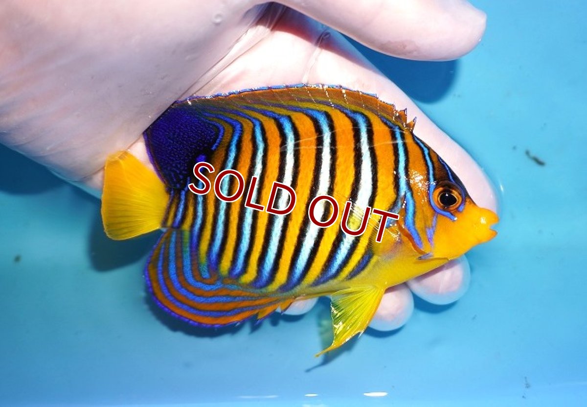 画像2: 【決算セール クーポンご利用で更に10％OFF対象商品】 【海水魚・ヤッコ】【通販】人工飼料OK♪【モルディブ産】インドニシキヤッコ（M)(個体販売）（±11cm） No.30（生体）(海水魚) (2)