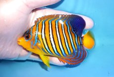 画像1: 【決算セール クーポンご利用で更に10％OFF対象商品】 【海水魚・ヤッコ】【通販】人工飼料OK♪【モルディブ産】インドニシキヤッコ（M)(個体販売）（±11cm） No.31（生体）(海水魚) (1)